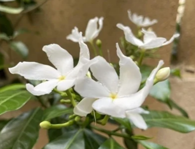 研究開辟了治療慢性疼痛的替代治療途徑
