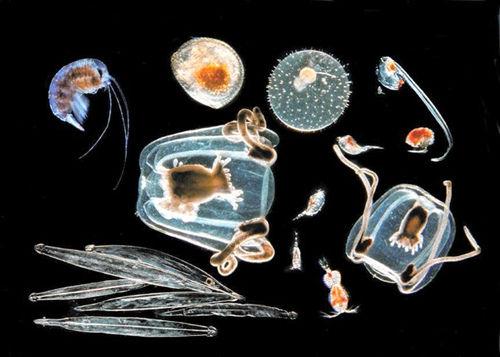 面部不平衡的微生物組可能是痤瘡發(fā)展的關鍵