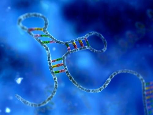 科學界認為RNA(核糖核酸)在其中發(fā)揮著關鍵作用