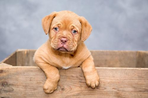 完全切除腫瘤可降低犬癌癥復發(fā)的風險