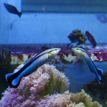 魚似乎在鏡中認識到自己