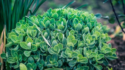 來(lái)自中藥的植物新殺蟲(chóng)劑化合物