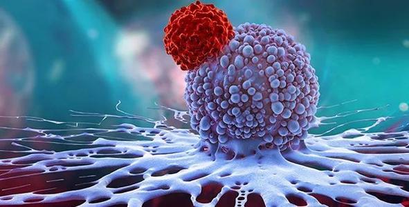 不守規(guī)矩的T細胞使HIV疫苗的預(yù)期益處復(fù)雜化