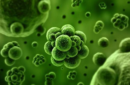研究表明細(xì)菌在特定條件下如何變得越來(lái)越具有感染力
