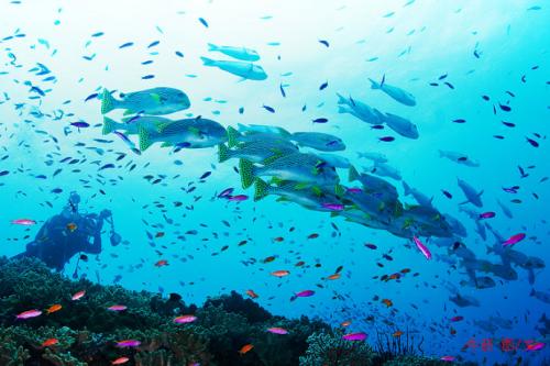 理論解釋了迫使魚向極移動的生物學原因