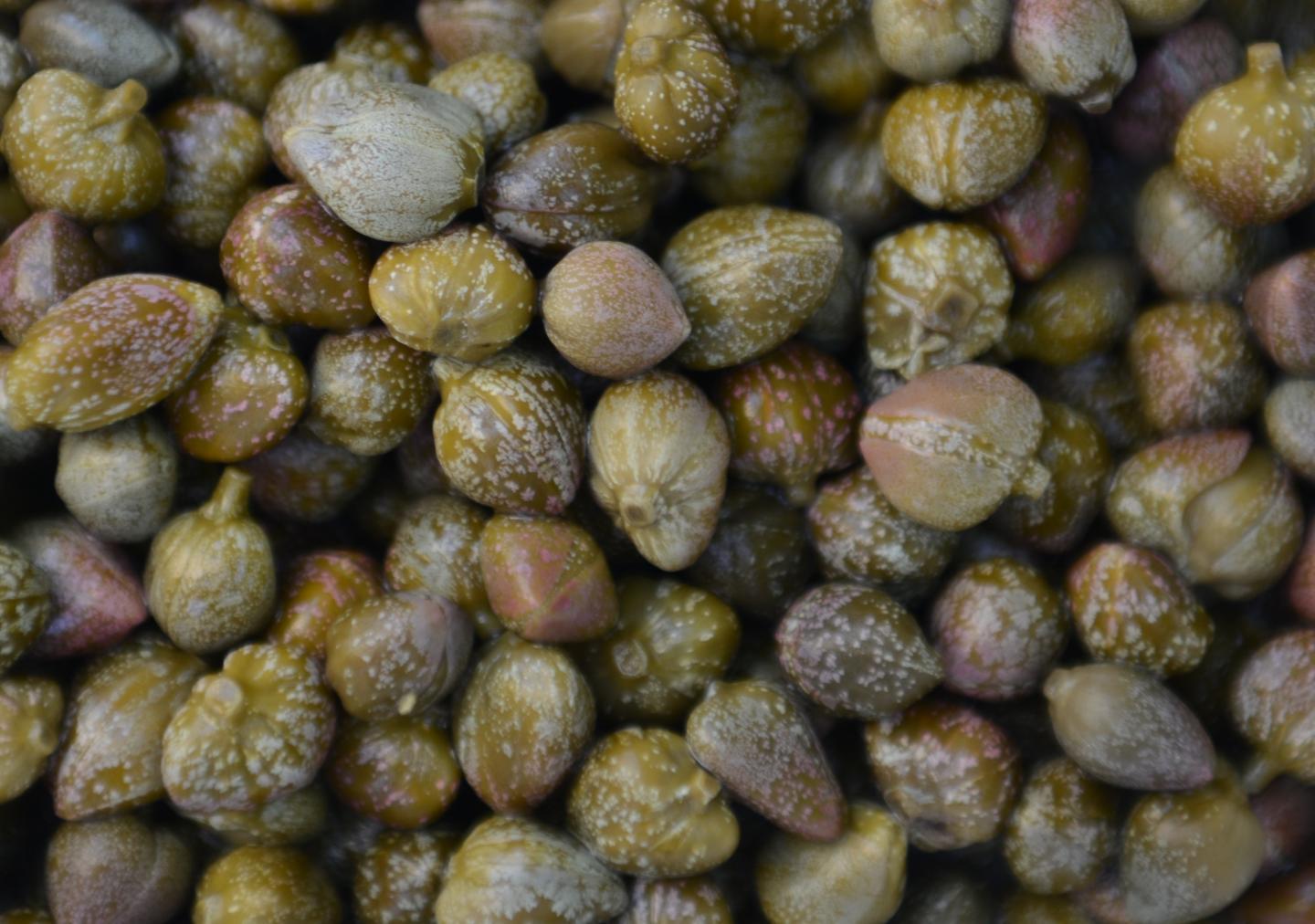 山柑會(huì)激活對(duì)人類大腦和心臟健康至關(guān)重要的蛋白質(zhì)