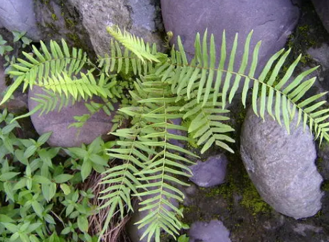 研究人員觀察早期陸生植物中心粒的內(nèi)部運作