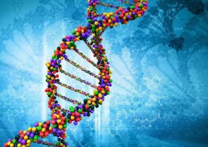 研究人員使用下丘腦模型推斷與睡眠 青春期等相關(guān)的基因