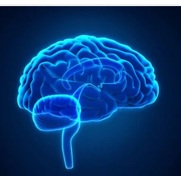 科學(xué)家研究大腦唱歌和學(xué)習(xí)的機(jī)制