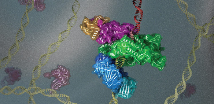 DNA復制機制如何在 DNA 受損部位組裝