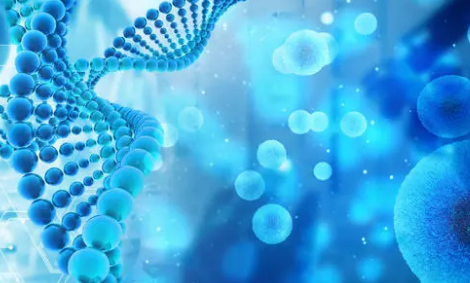 科學家追蹤來自雙層盤兔胚胎和多能干細胞的原始生殖細胞的出現(xiàn)