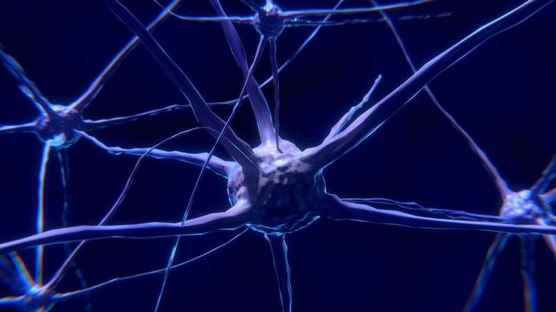 在尋求 TBI 治療的過(guò)程中 星形膠質(zhì)細(xì)胞可能是靶心