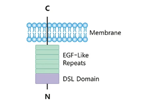針對(duì)各種潛在肺癌治療的 DLL-3