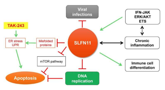 SLFN11 在蛋白質(zhì)穩(wěn)態(tài)中的監(jiān)測作用
