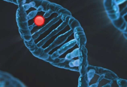 與自閉癥和精神分裂癥相關(guān)的 DNA