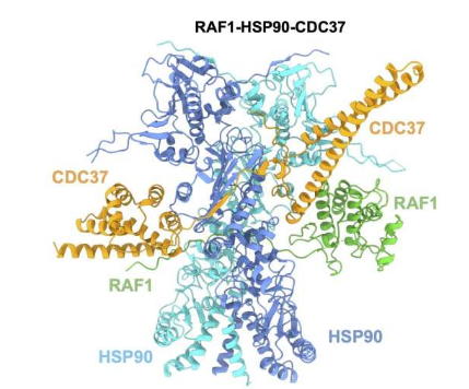 RAF1蛋白結(jié)構(gòu)揭曉：肺癌新藥研發(fā)關(guān)鍵一步