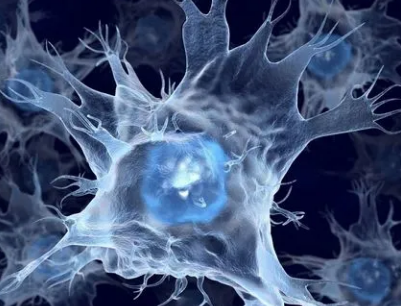 改進的大腦類器官為自閉癥提供了細胞和分子方面的見解