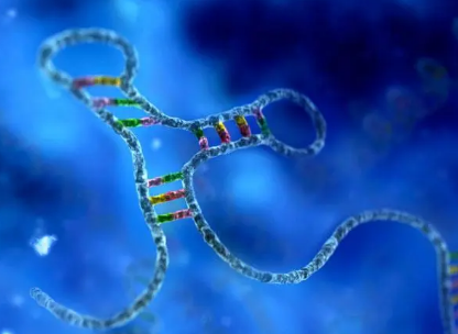 微創(chuàng)報告系統允許對 RNA 生產進行高度靈敏的監(jiān)測