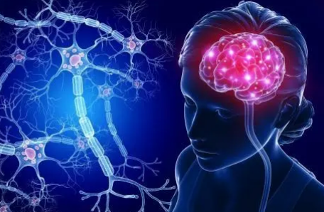 大腦類器官揭示酒精暴露如何損害新腦細胞的發(fā)育和功能
