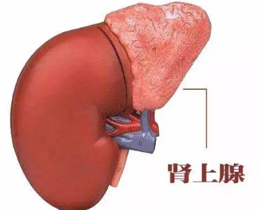如何使用誘導(dǎo)多能干細(xì)胞在培養(yǎng)皿中重建腎上腺