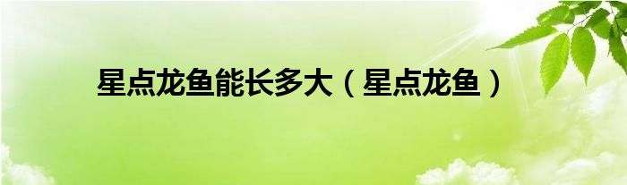 星點(diǎn)龍魚(yú)能長(zhǎng)多大（星點(diǎn)龍魚(yú)）