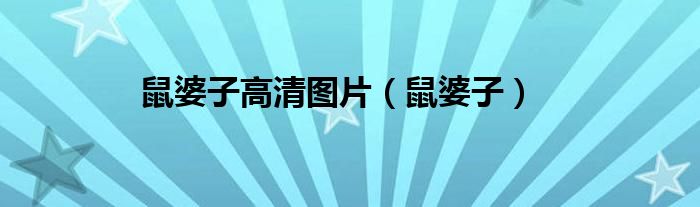 鼠婆子高清圖片（鼠婆子）