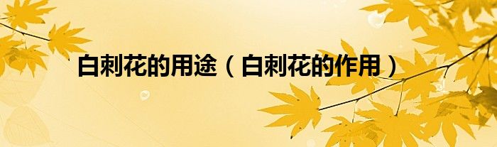 白刺花的用途（白刺花的作用）