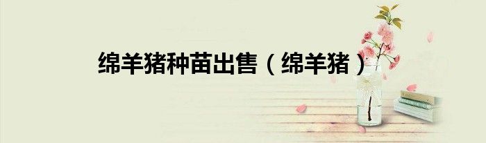 綿羊豬種苗出售（綿羊豬）