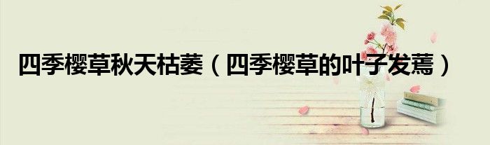 四季櫻草秋天枯萎（四季櫻草的葉子發(fā)蔫）