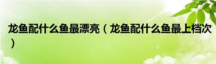 龍魚配什么魚最漂亮（龍魚配什么魚最上檔次）
