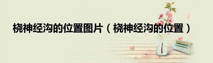 橈神經(jīng)溝的位置圖片（橈神經(jīng)溝的位置）