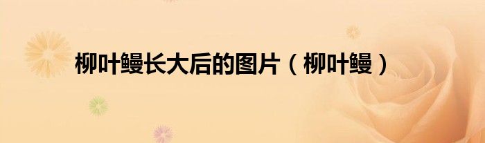 柳葉鰻長大后的圖片（柳葉鰻）