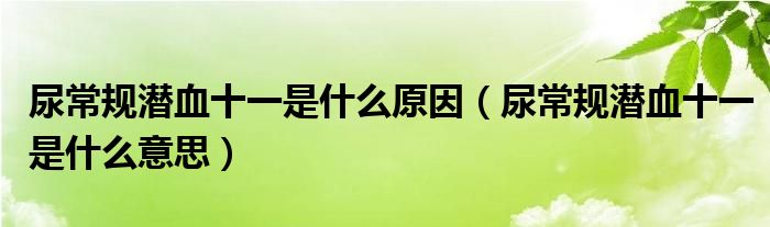 尿常規(guī)潛血十一是什么原因（尿常規(guī)潛血十一是什么意思）