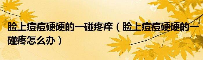 臉上痘痘硬硬的一碰疼癢（臉上痘痘硬硬的一碰疼怎么辦）