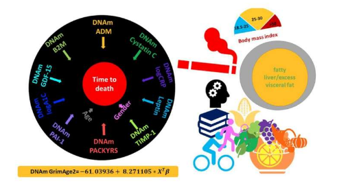 描述了 DNA 甲基化生物標(biāo)志物 GrimAge 版本 2