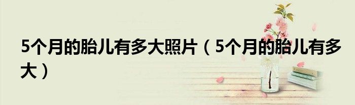 5個月的胎兒有多大照片（5個月的胎兒有多大）