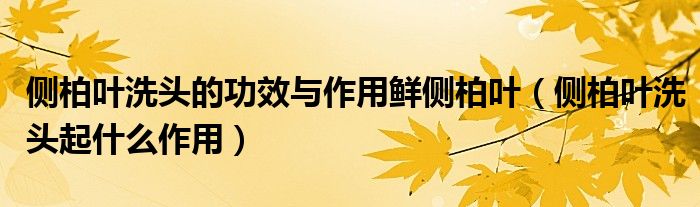 側(cè)柏葉洗頭的功效與作用鮮側(cè)柏葉（側(cè)柏葉洗頭起什么作用）