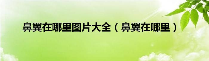 鼻翼在哪里圖片大全（鼻翼在哪里）