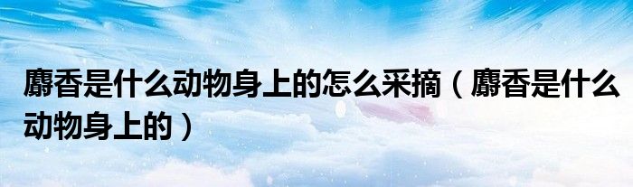 麝香是什么動(dòng)物身上的怎么采摘（麝香是什么動(dòng)物身上的）