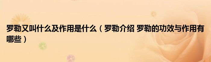 羅勒又叫什么及作用是什么（羅勒介紹 羅勒的功效與作用有哪些）