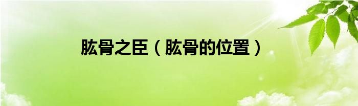 肱骨之臣（肱骨的位置）