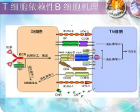 B淋巴細胞在促進感染過程中的緊急反應中起著關鍵作用