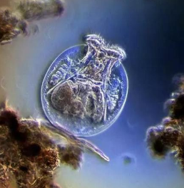 對氨基酸如何塑造古代微生物遺傳密碼的新見解