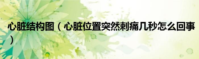 心臟結(jié)構(gòu)圖(心臟位置突然刺痛幾秒怎么回事)