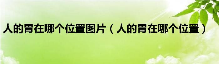 人的胃在哪個位置圖片(人的胃在哪個位置)