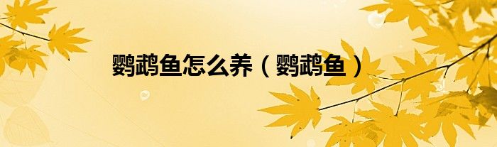 鸚鵡魚怎么養(yǎng)（鸚鵡魚）