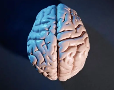 科學家繪制了蠕蟲大腦如何編碼行為的圖譜