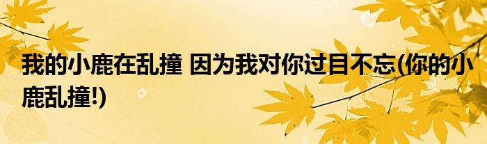 我的小鹿在亂撞 因為我對你過目不忘(你的小鹿亂撞!)