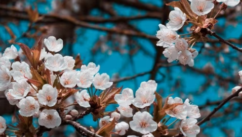 茉莉花和補(bǔ)骨脂酚:這些花的護(hù)膚功效