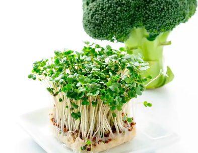 西蘭花芽令人驚訝的隱藏健康益處